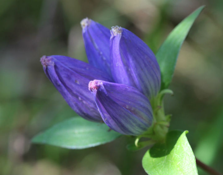 Bottle Gentian